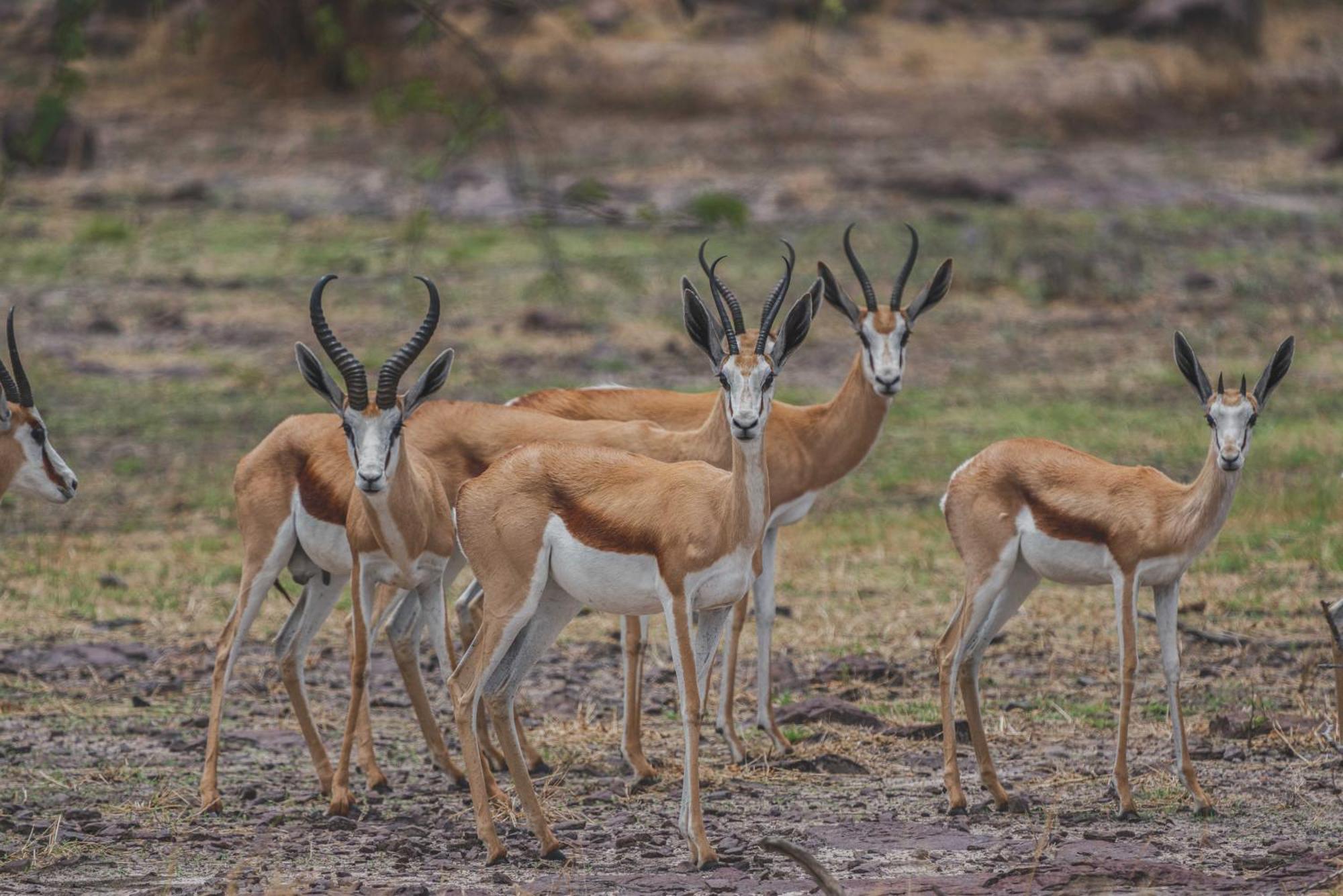 Ghanzi Grassland Safari Lodge מראה חיצוני תמונה